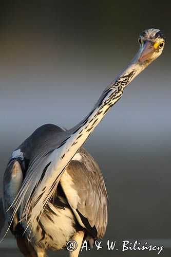 czapla siwa Ardea cinerea