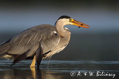 czapla siwa Ardea cinerea