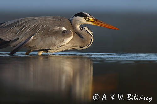 czapla siwa Ardea cinerea