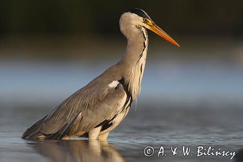 czapla siwa Ardea cinerea