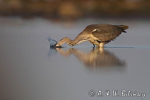 czapla siwa Ardea cinerea