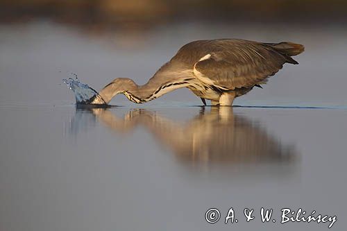 czapla siwa Ardea cinerea