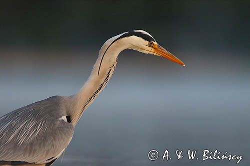 czapla siwa Ardea cinerea