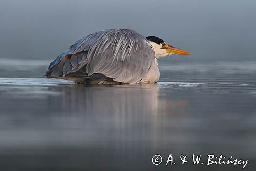 czapla siwa Ardea cinerea