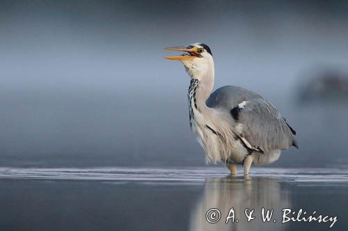 czapla siwa Ardea cinerea