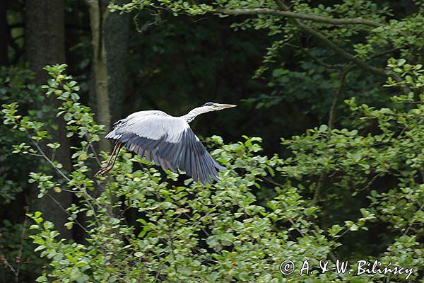 czapla siwa Ardea cinerea