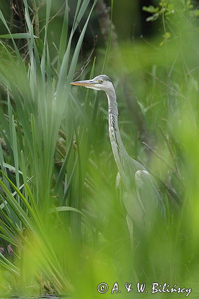 czapla siwa Ardea cinerea