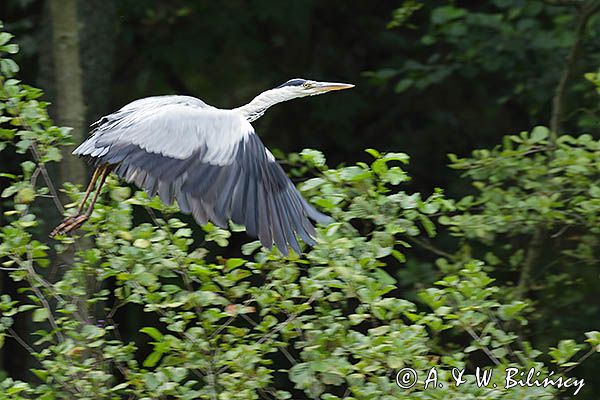 czapla siwa Ardea cinerea
