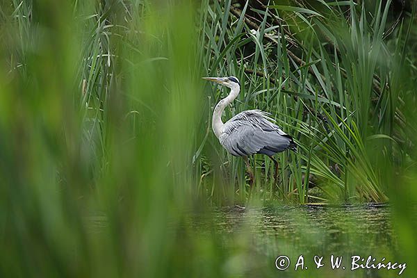 czapla siwa Ardea cinerea