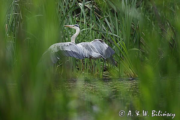 czapla siwa Ardea cinerea