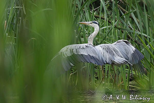 czapla siwa Ardea cinerea
