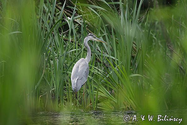czapla siwa Ardea cinerea