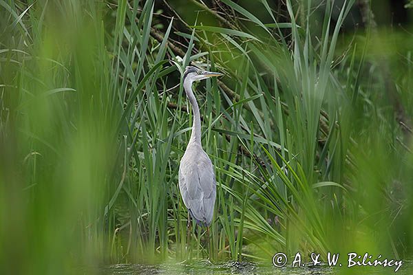 czapla siwa Ardea cinerea