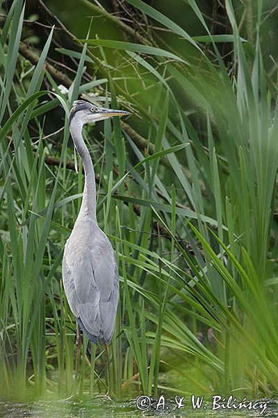 czapla siwa Ardea cinerea