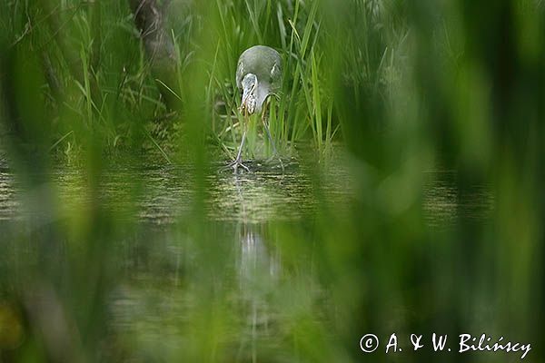 czapla siwa Ardea cinerea