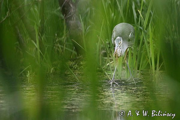 czapla siwa Ardea cinerea