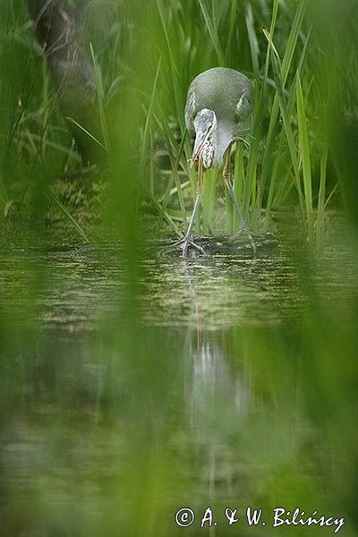 czapla siwa Ardea cinerea