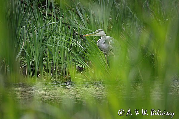 czapla siwa Ardea cinerea