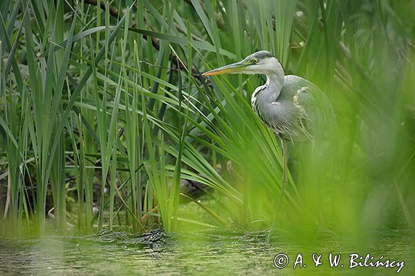 czapla siwa Ardea cinerea
