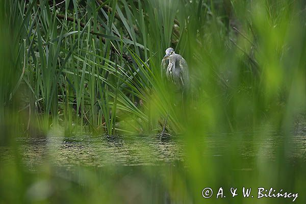 czapla siwa Ardea cinerea