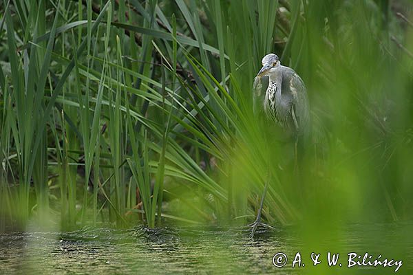 czapla siwa Ardea cinerea