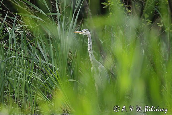 czapla siwa Ardea cinerea