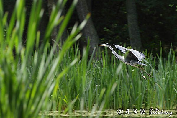 czapla siwa Ardea cinerea