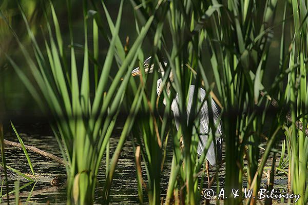 czapla siwa Ardea cinerea