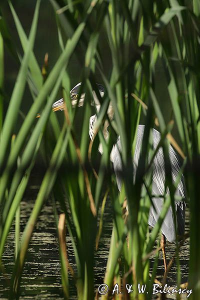 czapla siwa Ardea cinerea