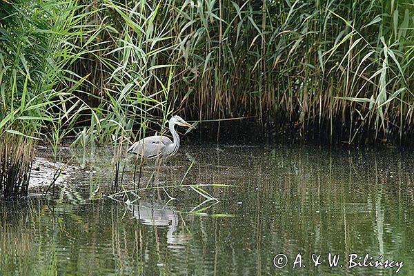 czapla siwa Ardea cinerea