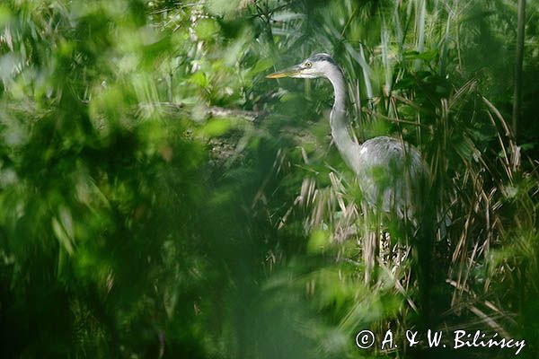 czapla siwa Ardea cinerea