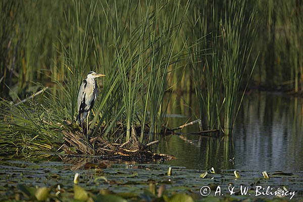 Czapla siwa, Ardea cinerea