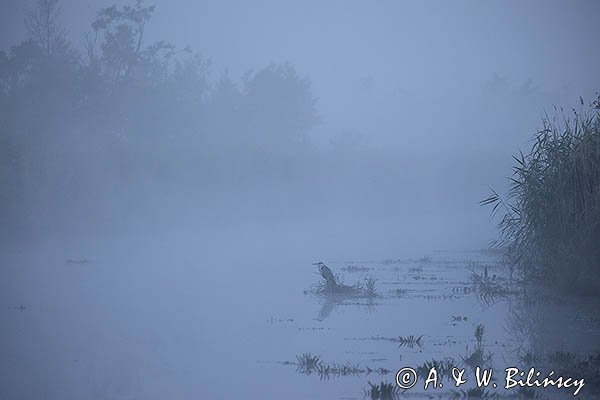Czapla siwa, Ardea cinerea