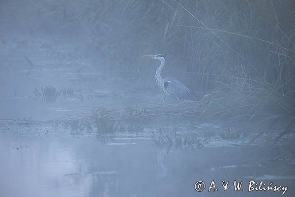 Czapla siwa, Ardea cinerea