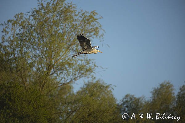 Czapla siwa, Ardea cinerea