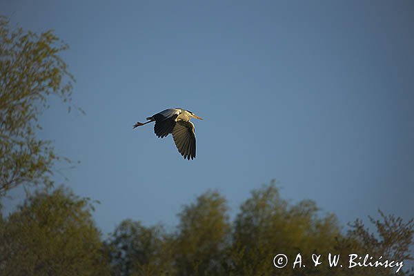 Czapla siwa, Ardea cinerea