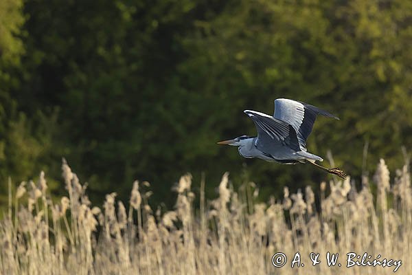 Czapla siwa, Ardea cinerea