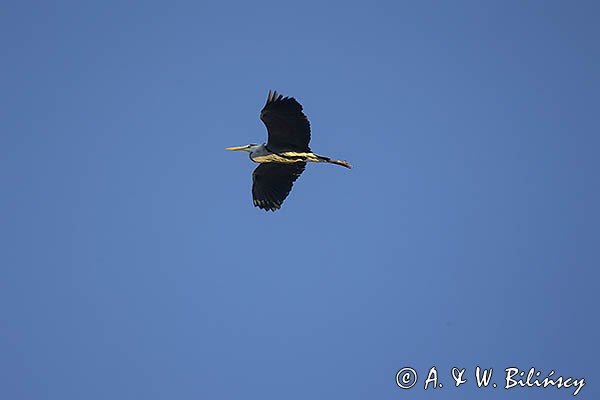 Czapla siwa, Ardea cinerea