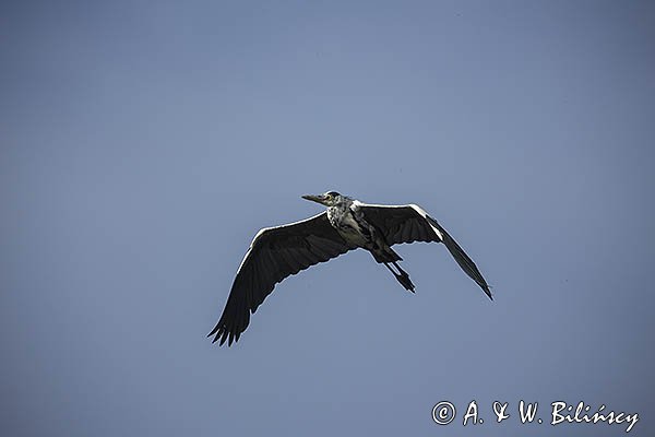 Czapla siwa, Ardea cinerea