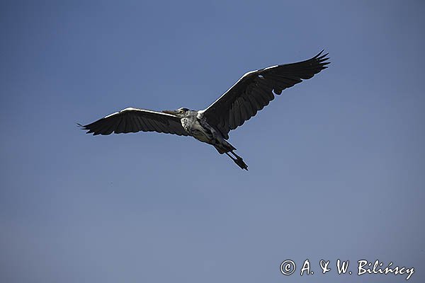 Czapla siwa, Ardea cinerea