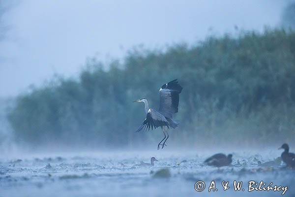 Czapla siwa, Ardea cinerea