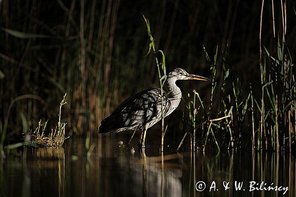 Czapla siwa, Ardea cinerea, nocne polowanie