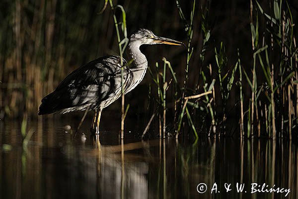 Czapla siwa, Ardea cinerea, nocne polowanie