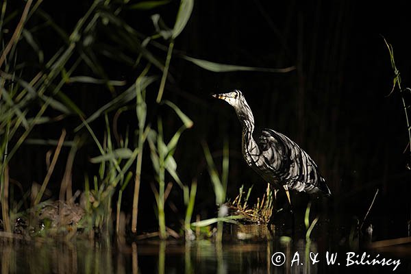 Czapla siwa, Ardea cinerea, nocne polowanie