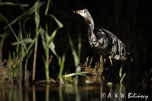 Czapla siwa, Ardea cinerea, nocne polowanie