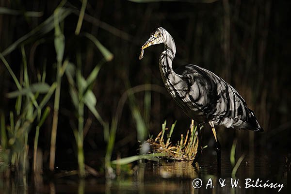Czapla siwa, Ardea cinerea, nocne polowanie