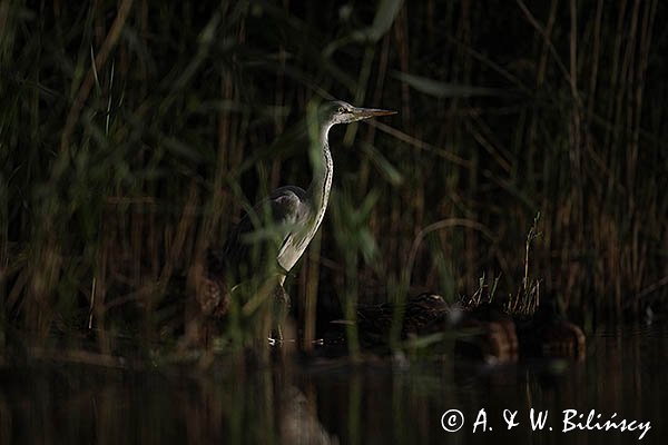 Czapla siwa, Ardea cinerea, nocne polowanie