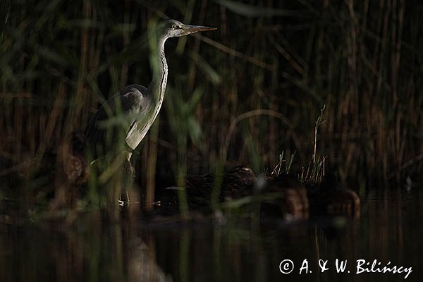 Czapla siwa, Ardea cinerea, nocne polowanie
