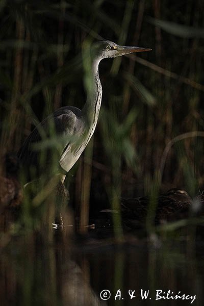 Czapla siwa, Ardea cinerea, nocne polowanie