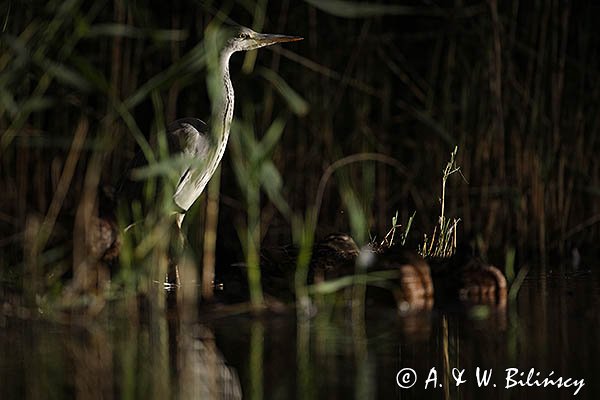 Czapla siwa, Ardea cinerea, nocne polowanie